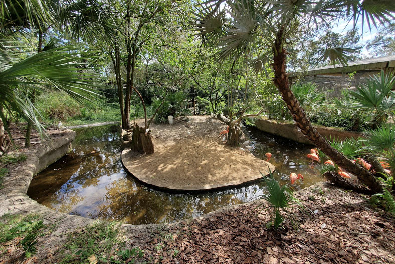 Oct. 2020 - Florida - American Flamingo Exhibit