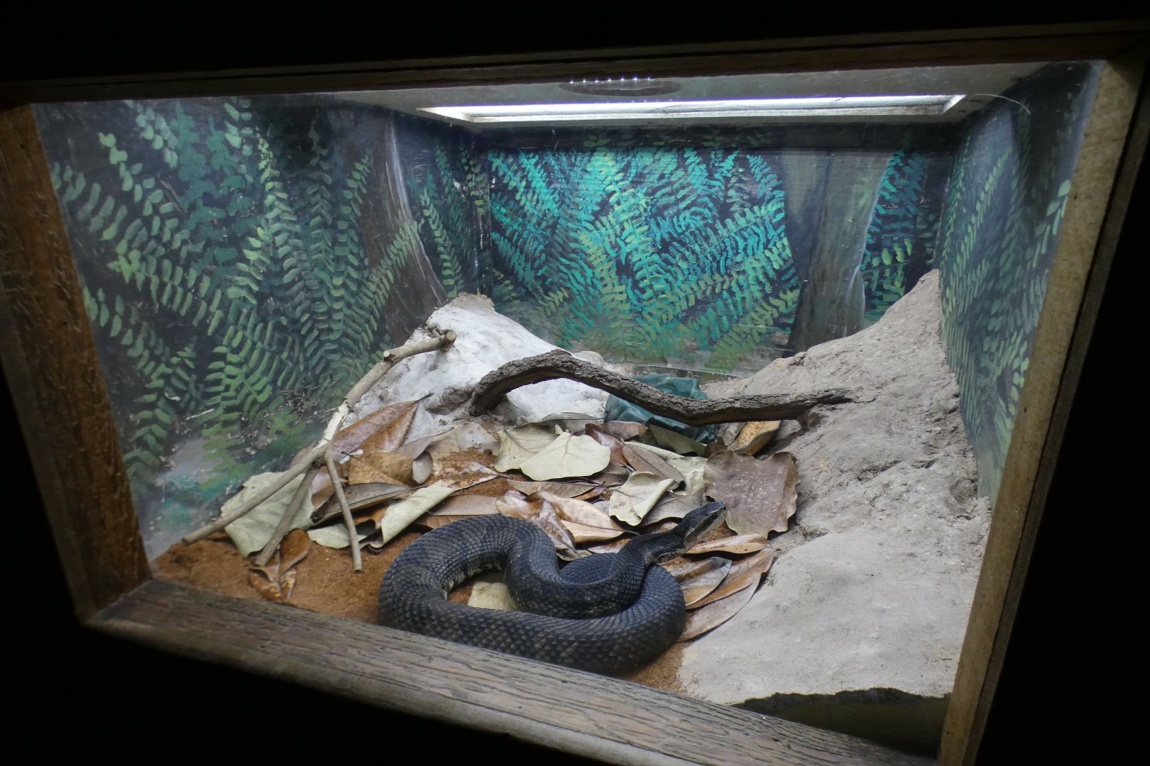 Oct. 2020 - Florida - Cottonmouth Exhibit