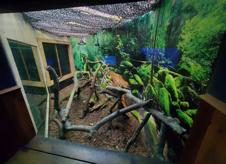Oct. 2020 - Florida - Cuban Iguana Exhibit