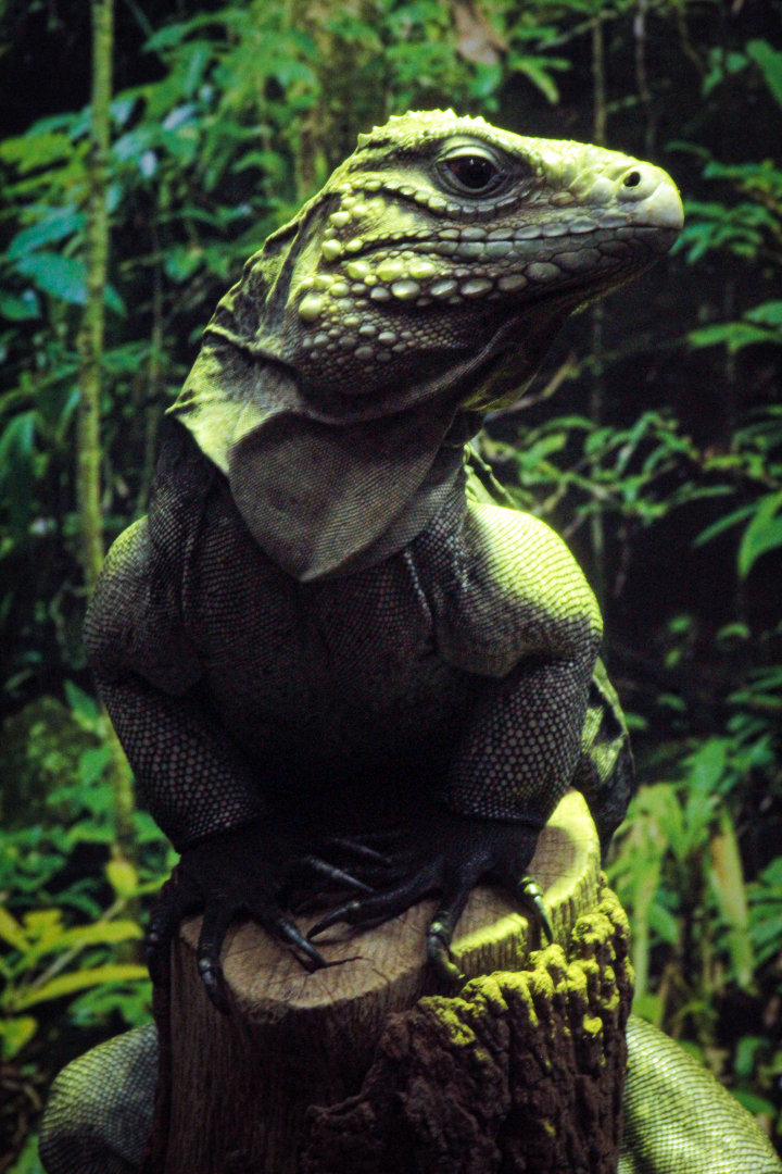 Oct. 2020 - Florida - Cuban Iguana