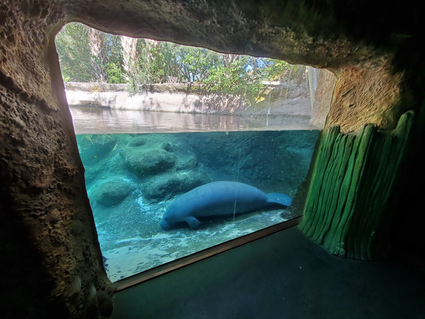 Oct. 2020 - Florida - Florida Manatee Exhibit (Right Tank)
