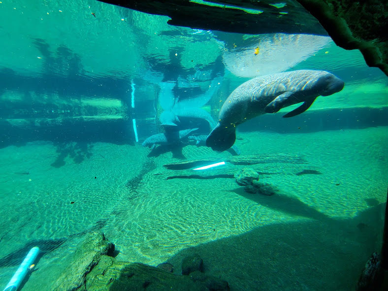 Oct. 2020 - Florida - Florida Manatee + Others (Left Tank)