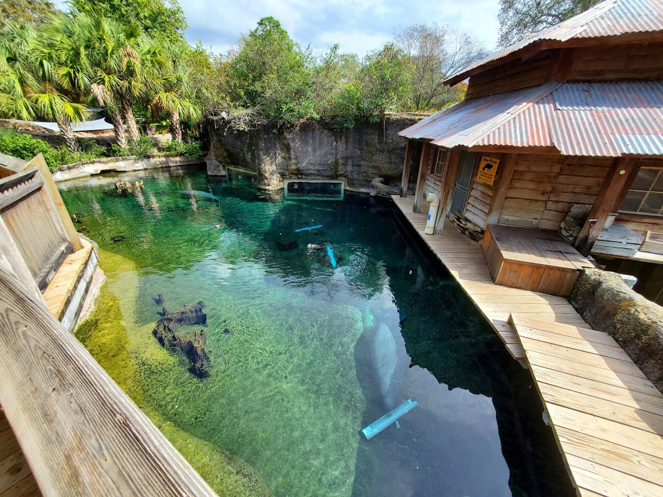 Oct. 2020 - Florida - Florida Manatee + Others Tank (Left Tank)