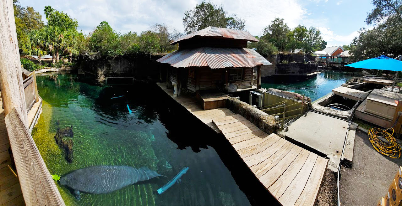 Oct. 2020 - Florida - Florida Manatee + Others Tanks Panorama