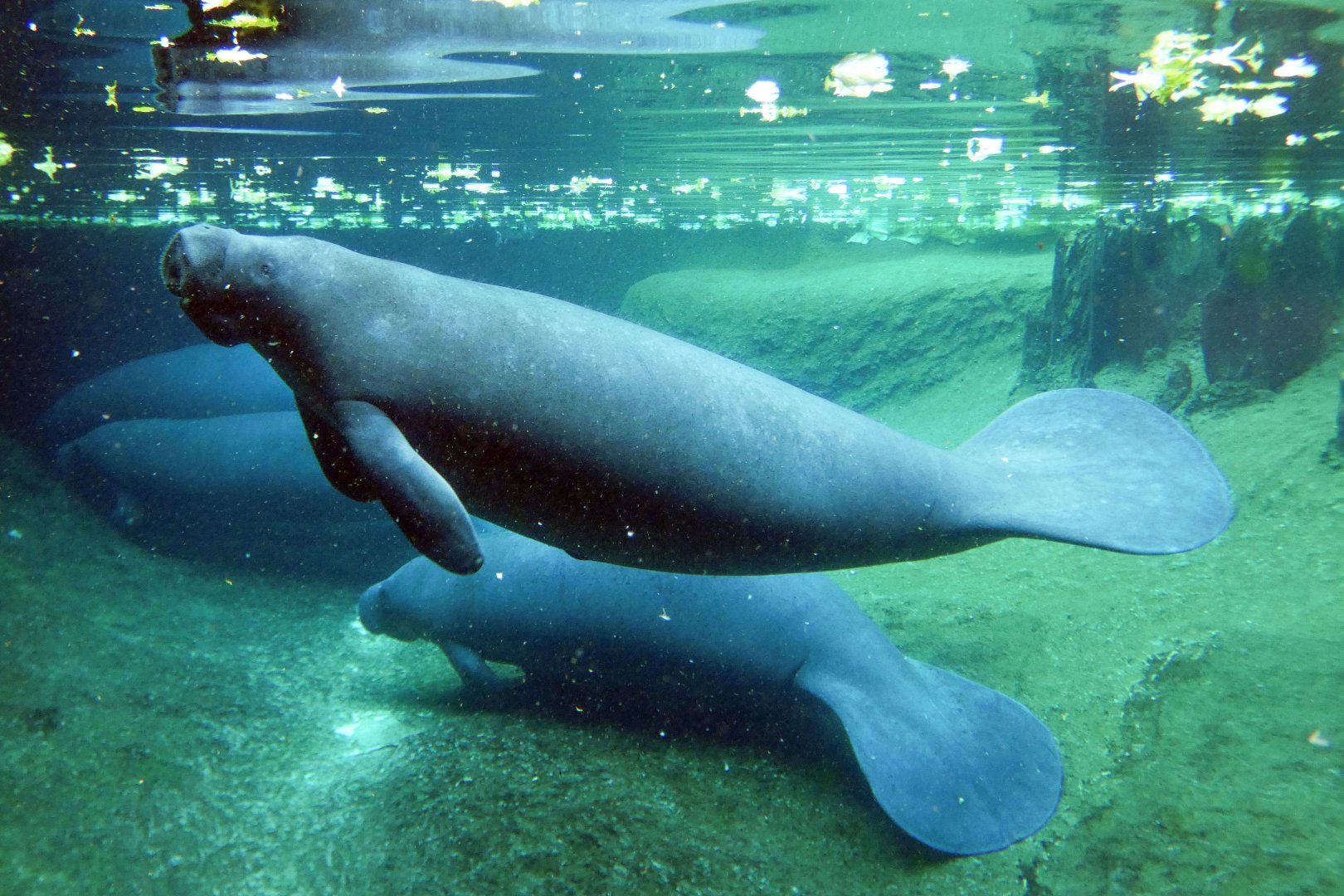 Oct. 2020 - Florida - Florida Manatee