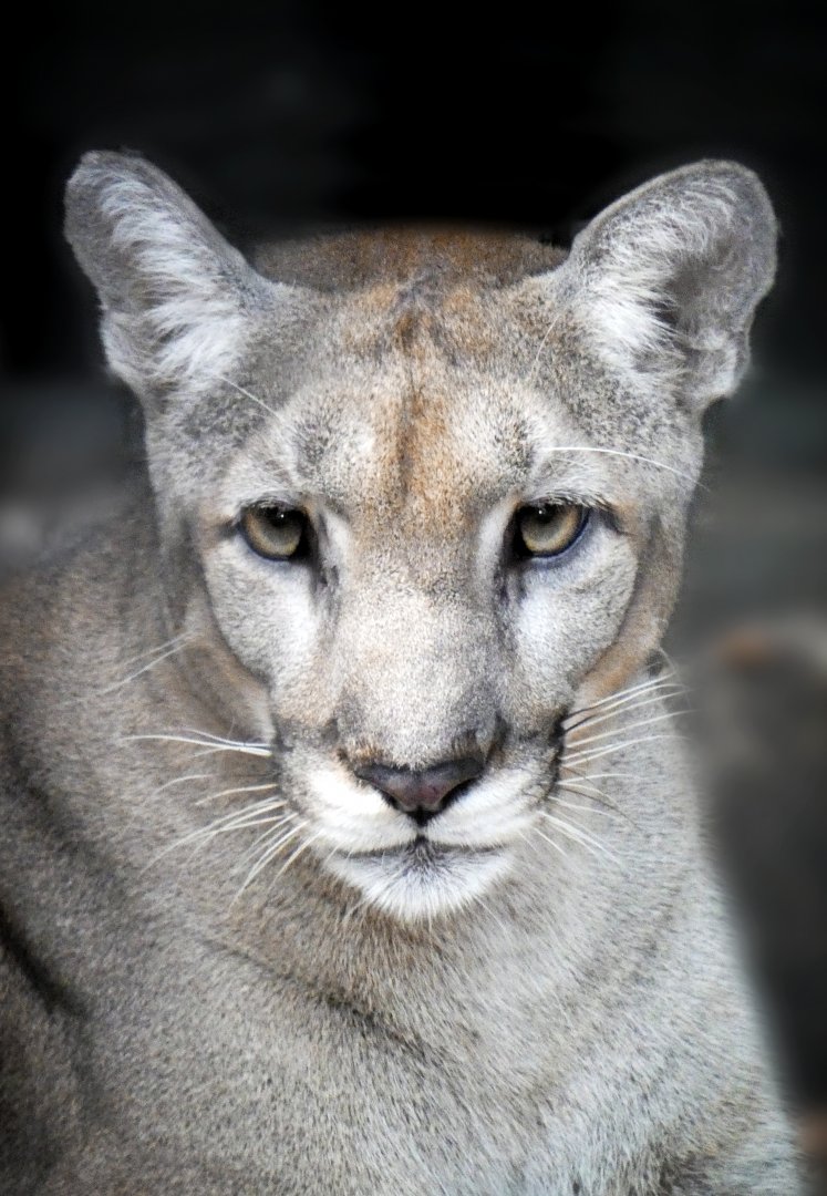 Oct. 2020 - Florida - Florida Panther