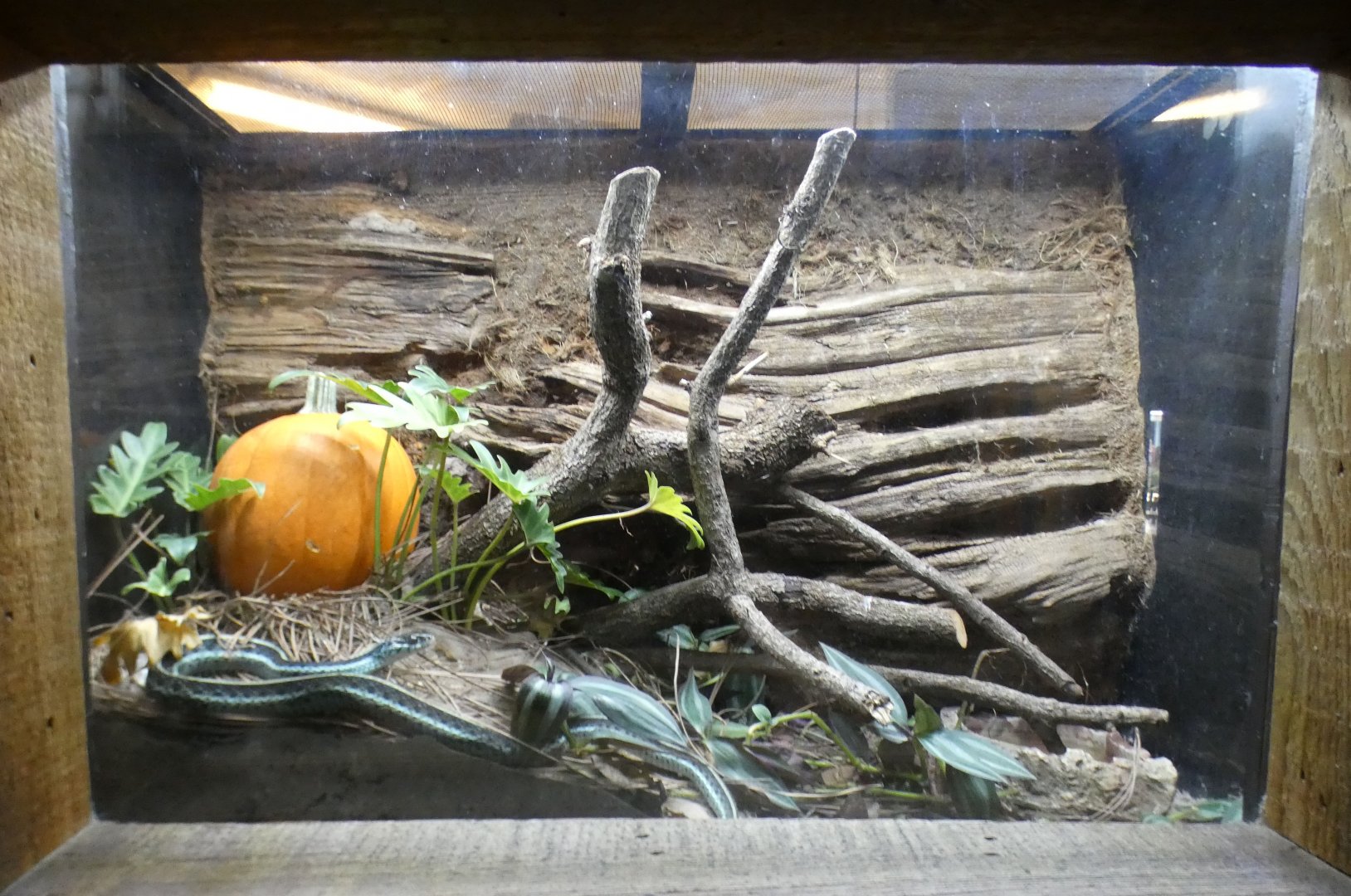 Oct. 2020 - Florida - Garter Snake Exhibit