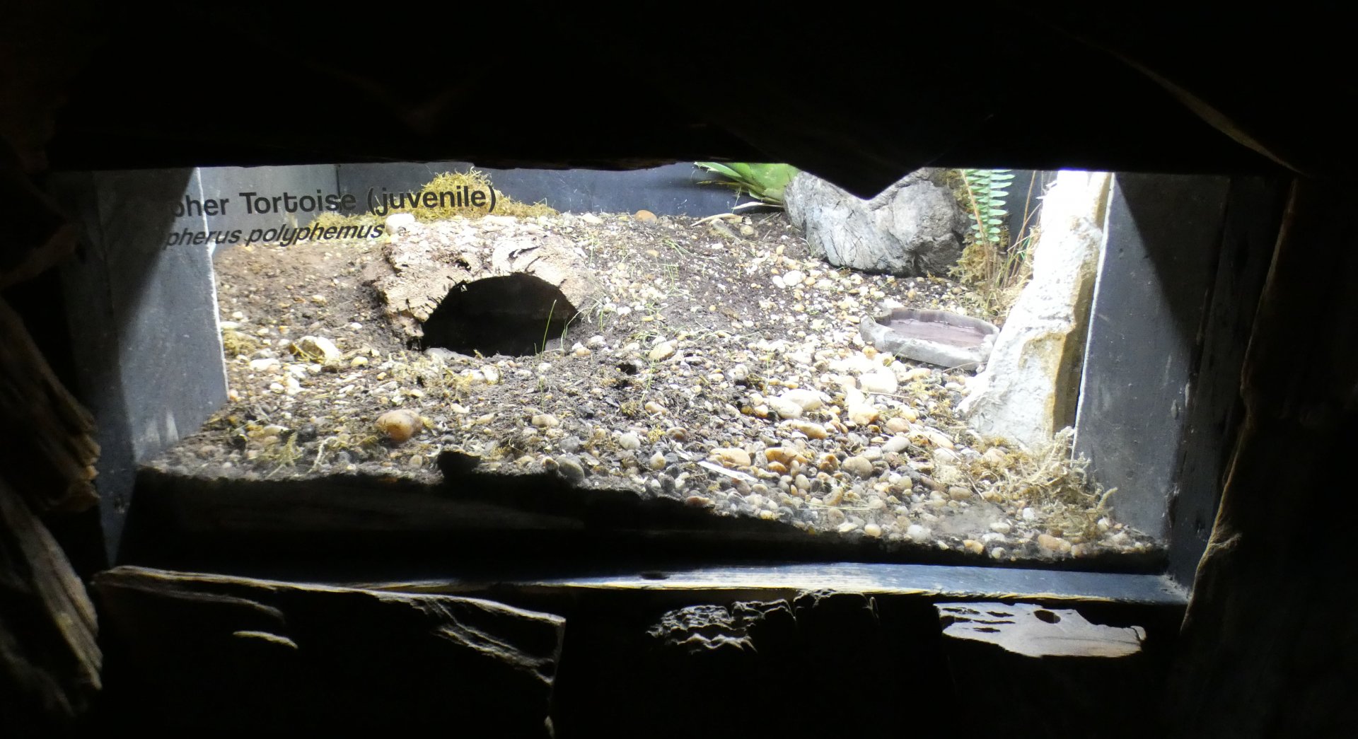 Oct. 2020 - Florida - Gopher Tortoise Exhibit