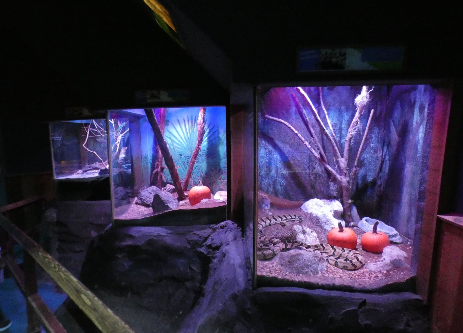 Oct. 2020 - Florida - Iguana + Rattlesnake Exhibits