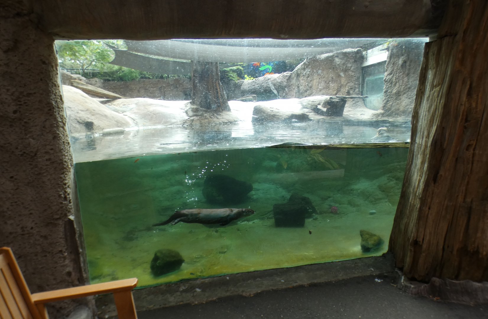 Oct. 2020 - Florida - River Otter Exhibit