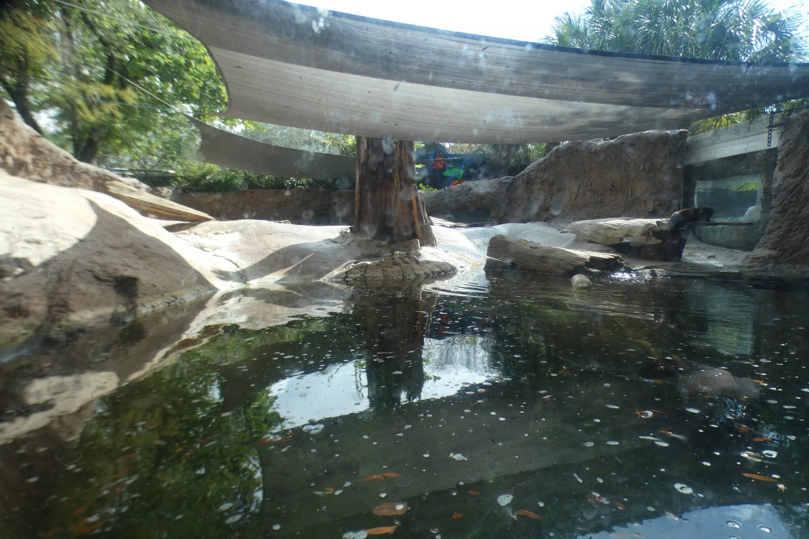 Oct. 2020 - Florida - River Otter Exhibit
