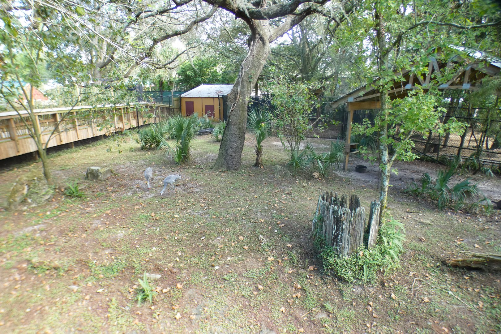 Oct. 2020 - Florida - Sandhill Crane Exhibit
