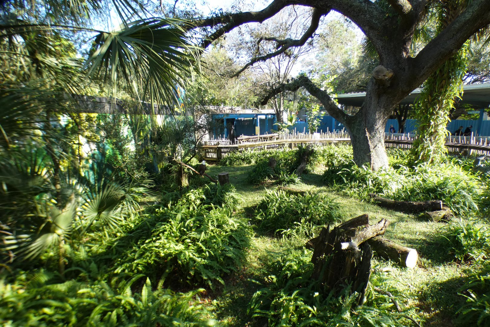 Oct. 2020 - Florida - Southern Bald Eagle Exhibit