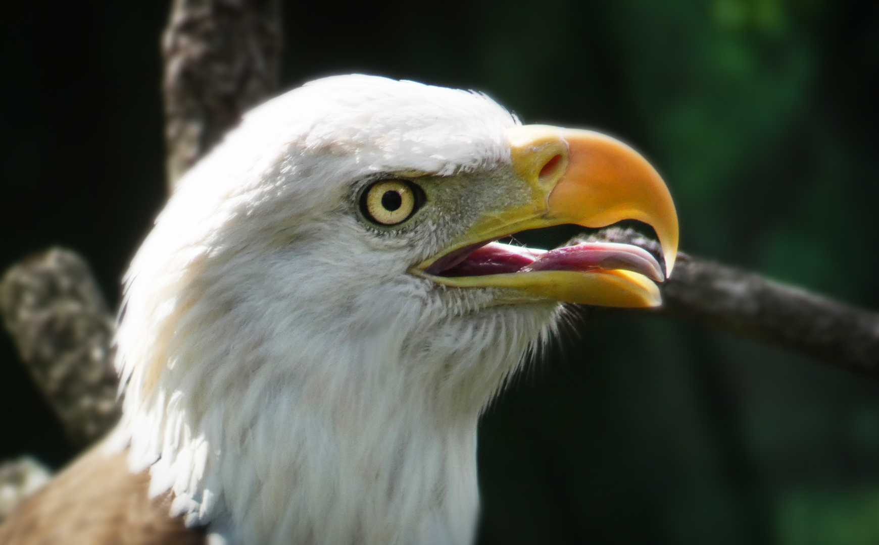 Oct. 2020 - Florida - Southern Bald Eagle