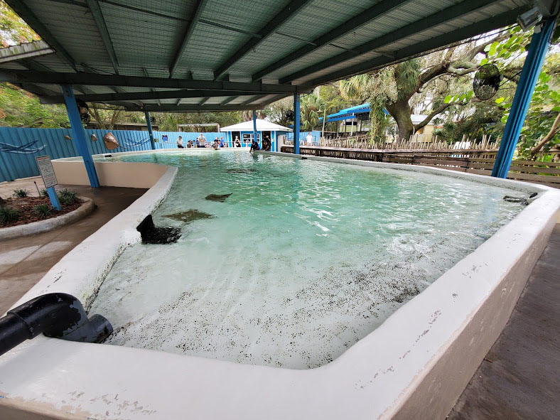Oct. 2020 - Florida - Stingray Bay (Cownose, Atlantic, Southern)