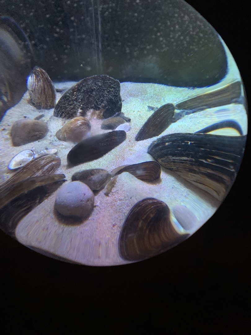 Oct. 2020- Freshwater clams