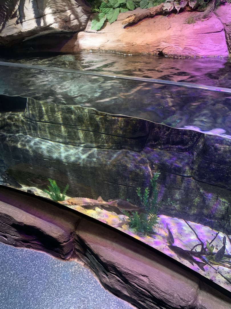 Oct 2020- Freshwater stream tank