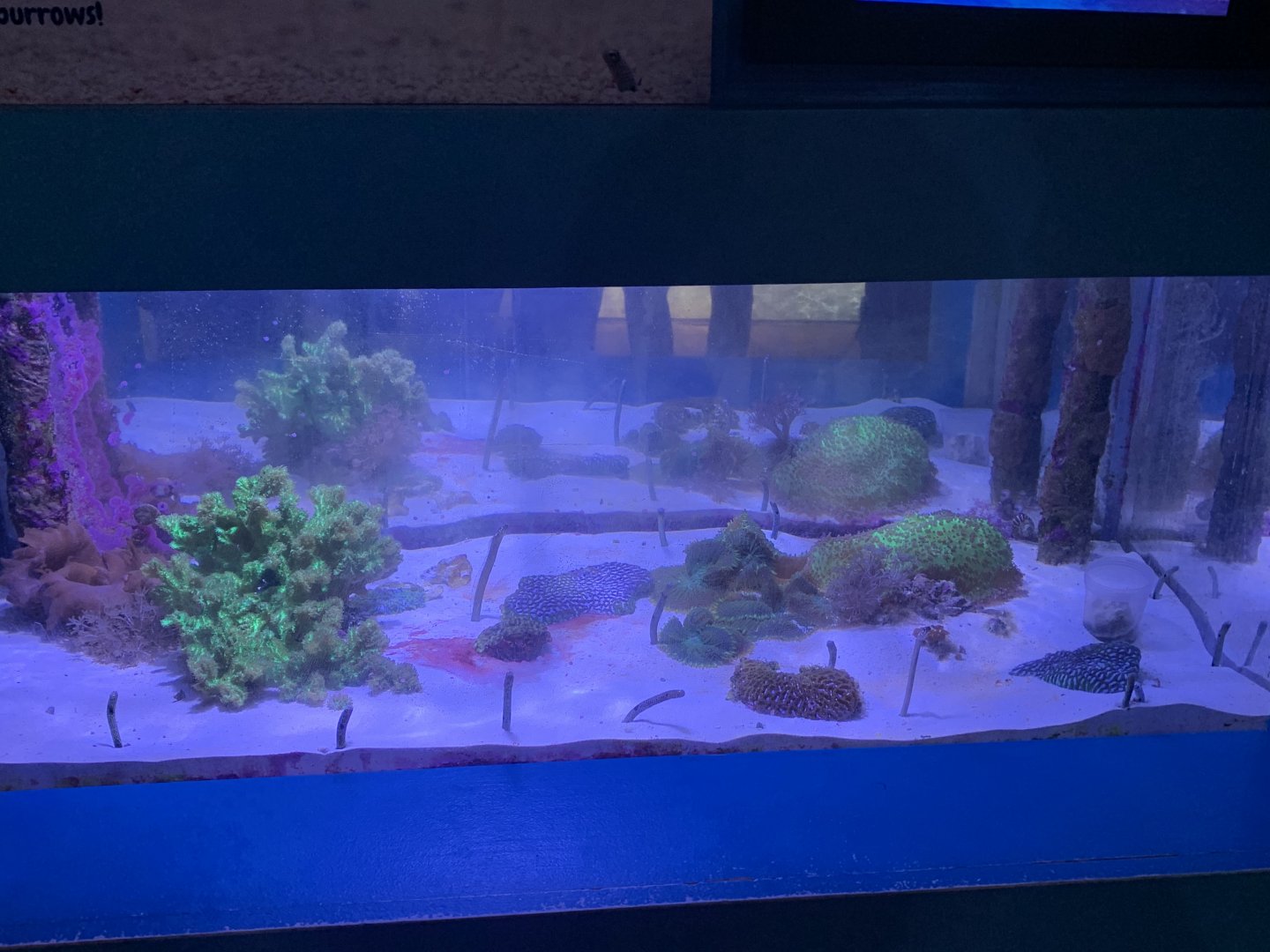 Oct 2020- Garden eel tank
