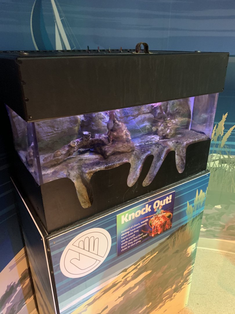 Oct. 2020- Mantis shrimp tank