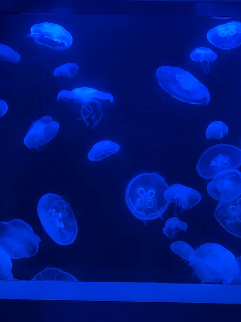 Oct 2020- Moon jellies