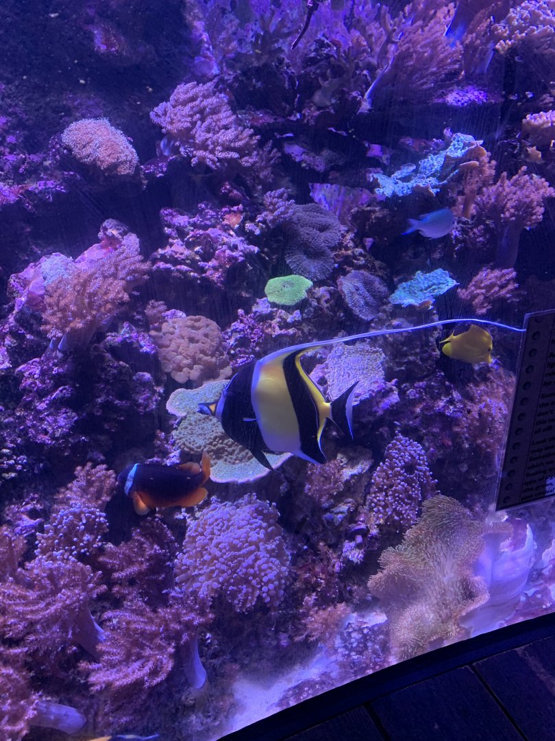 Oct 2020- Moorish idol and Tomato clownfish