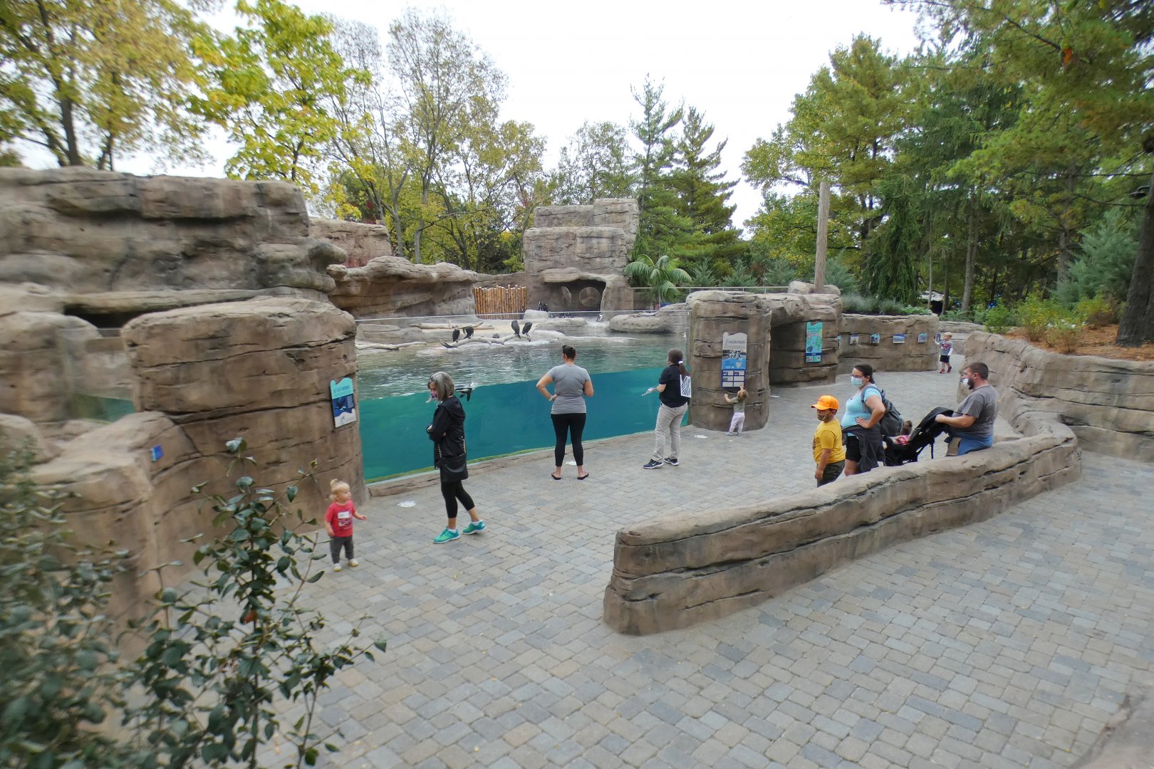 Oct. 2020 - New! African Penguin Point (4 Species)