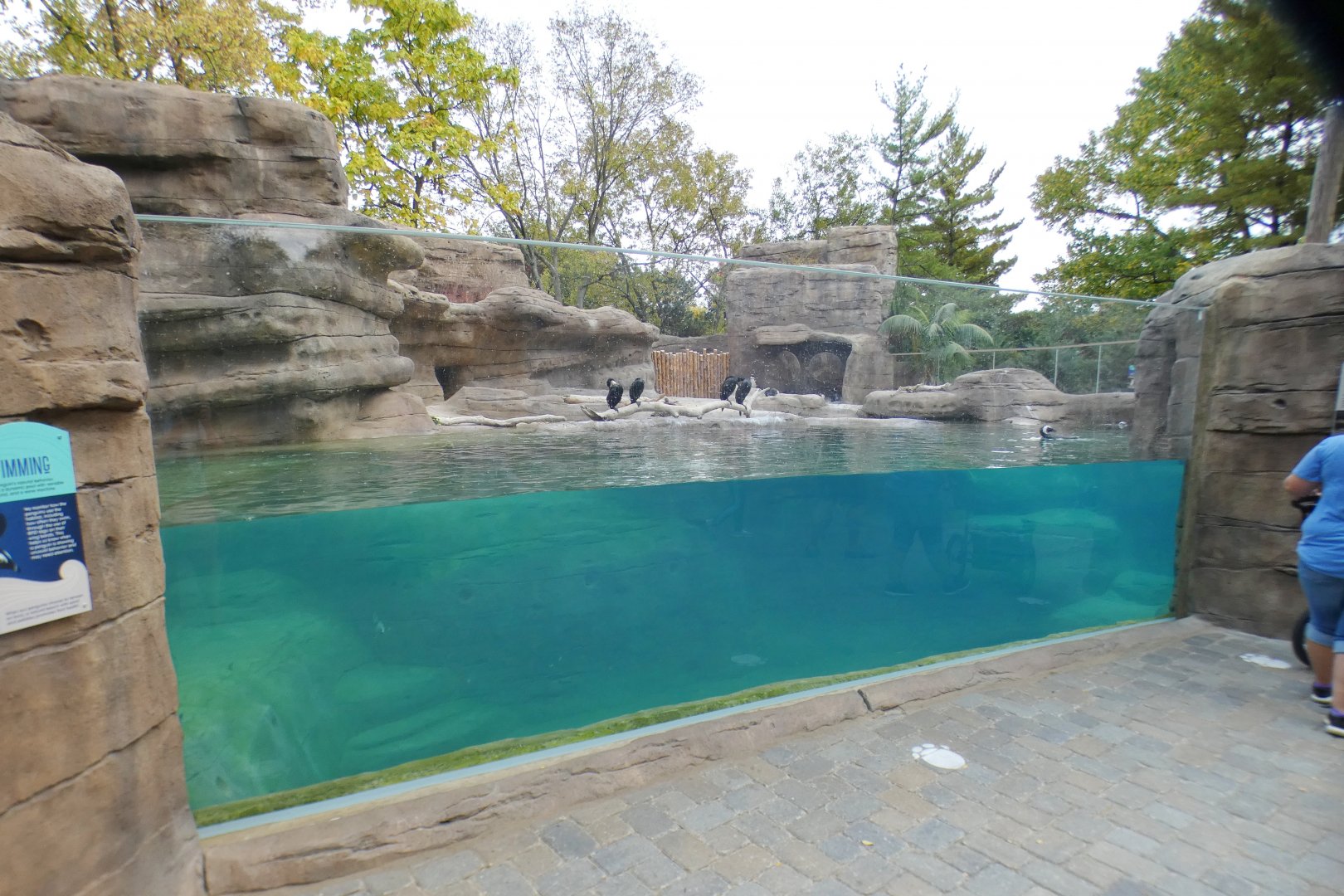 Oct. 2020 - New! African Penguin Point (4 Species)