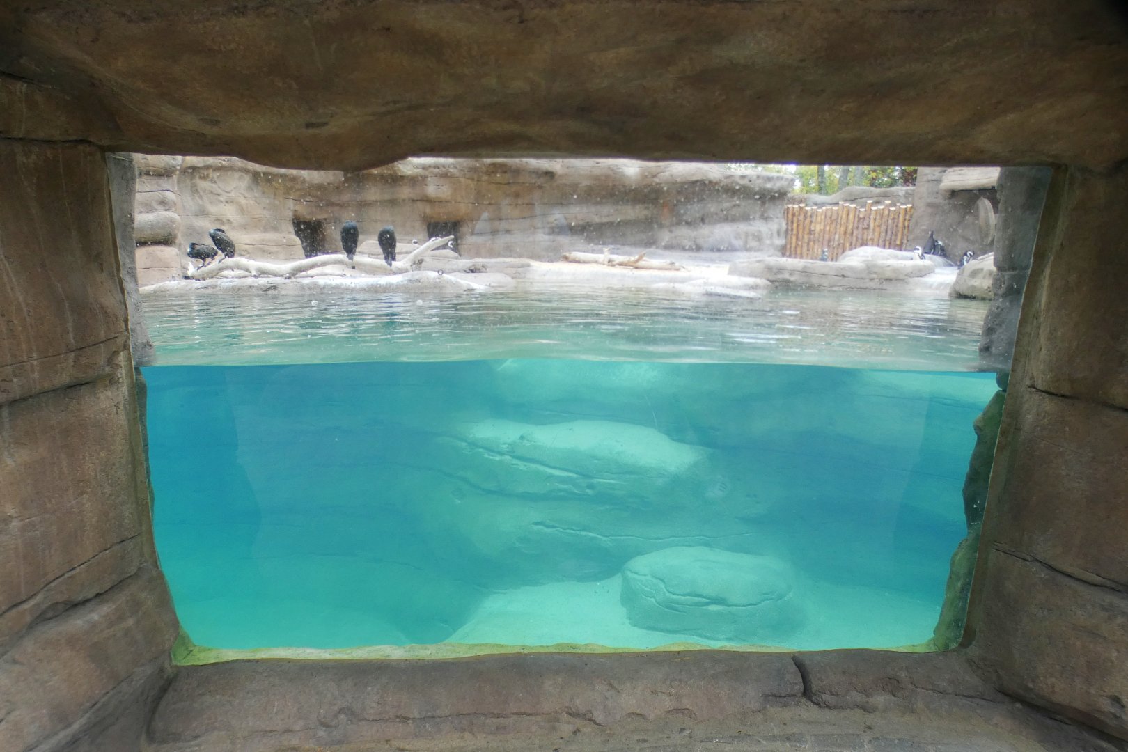 Oct. 2020 - New! African Penguin Point (4 Species)