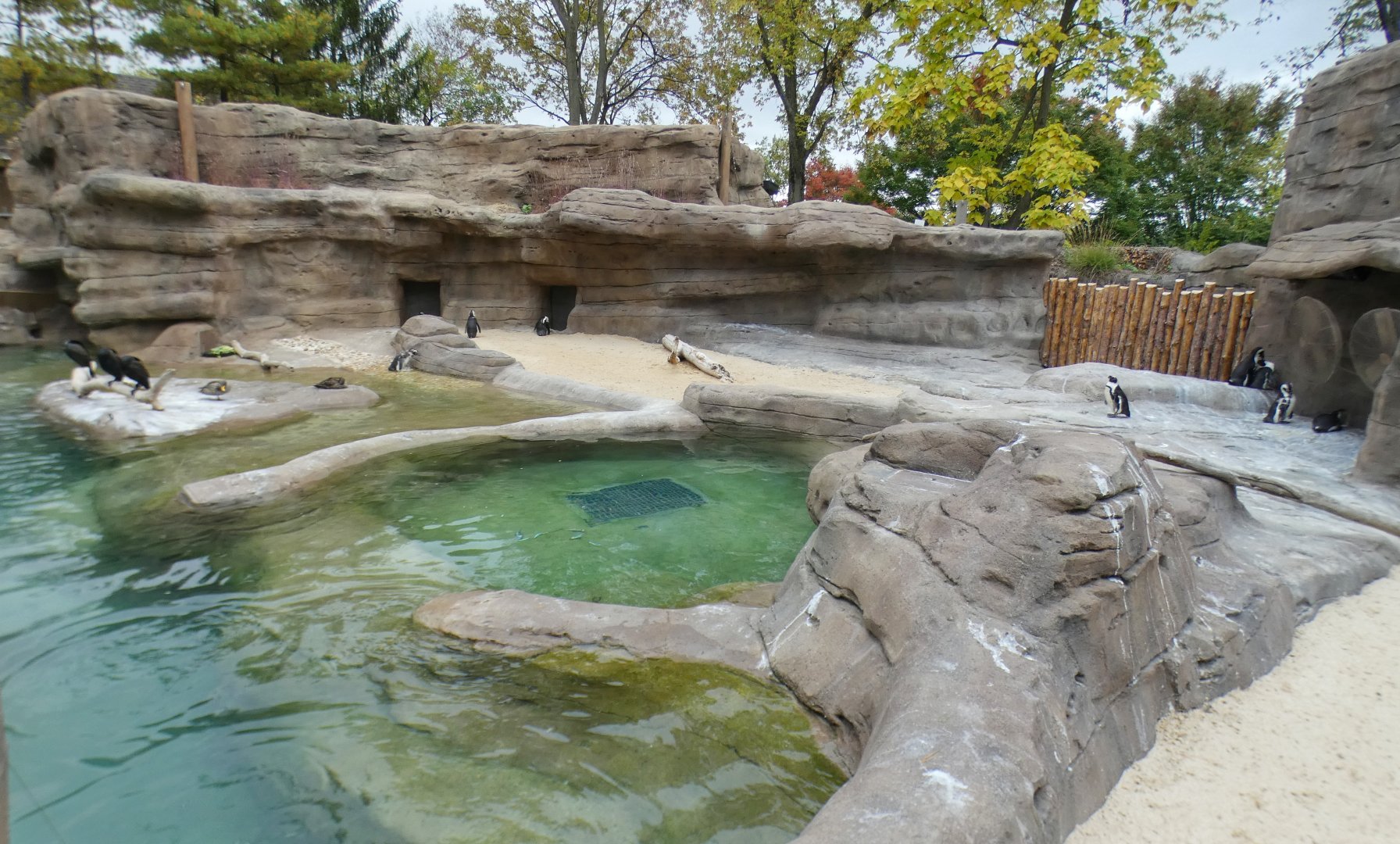 Oct. 2020 - New! African Penguin Point (4 Species)