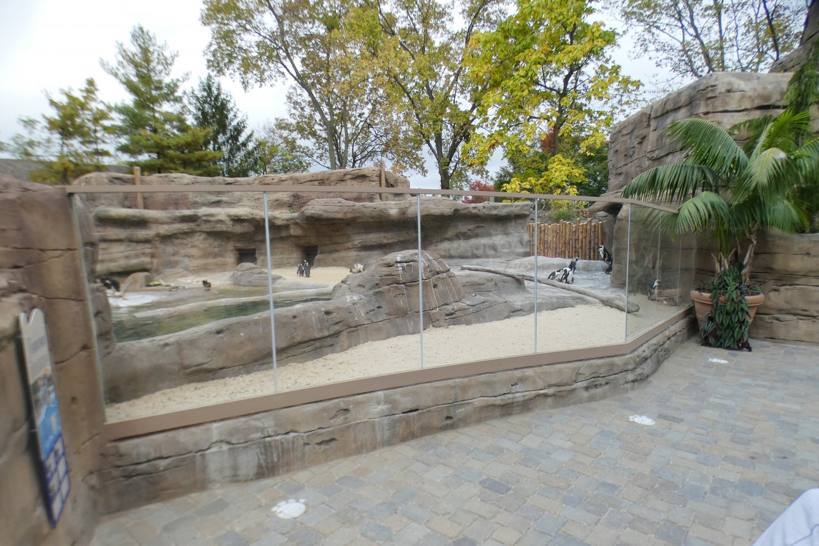 Oct. 2020 - New! African Penguin Point (4 Species)