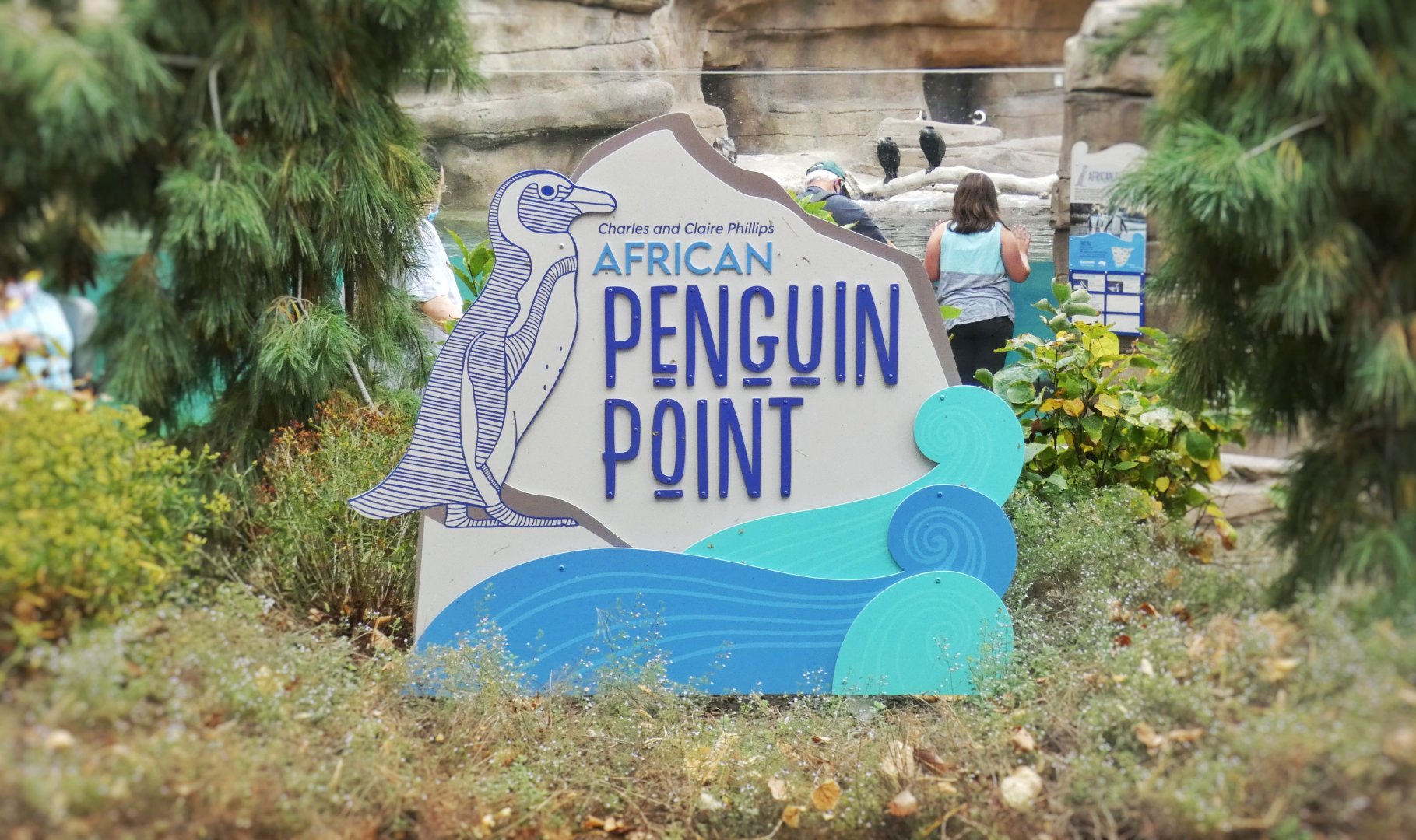 Oct. 2020 - New! African Penguin Point (4 Species)