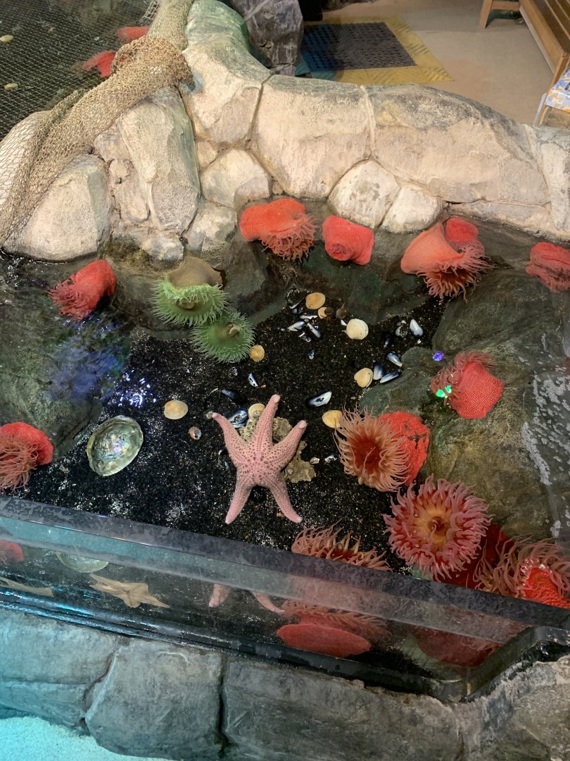Oct. 2020- Part of touch tank