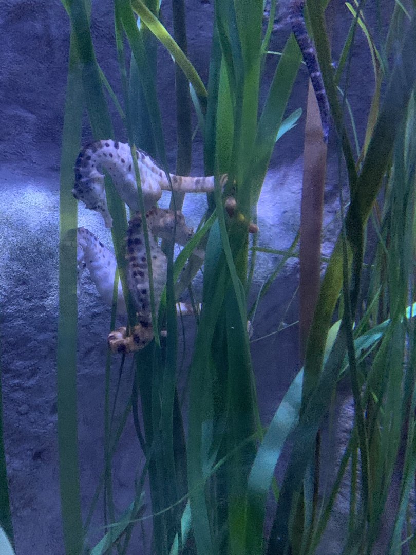 Oct 2020- Potbelly seahorse