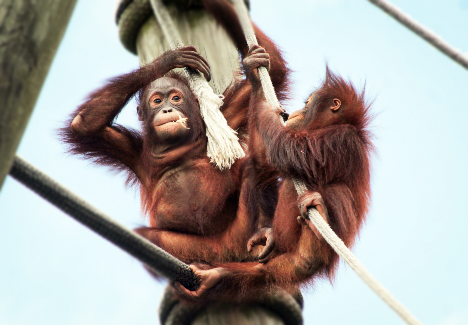 Oct. 2020 - Primate World - Bornean Orangutans