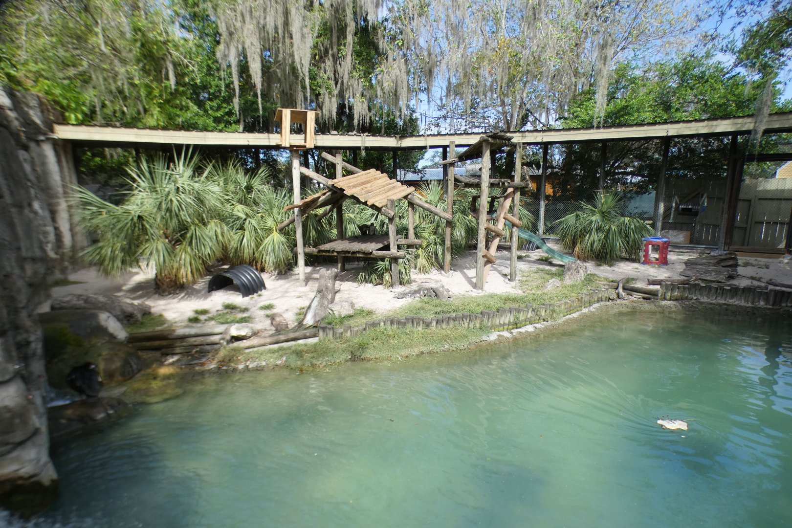 Oct. 2020 - Primate World - Schmidt's Red-tailed Guenon Exhibit