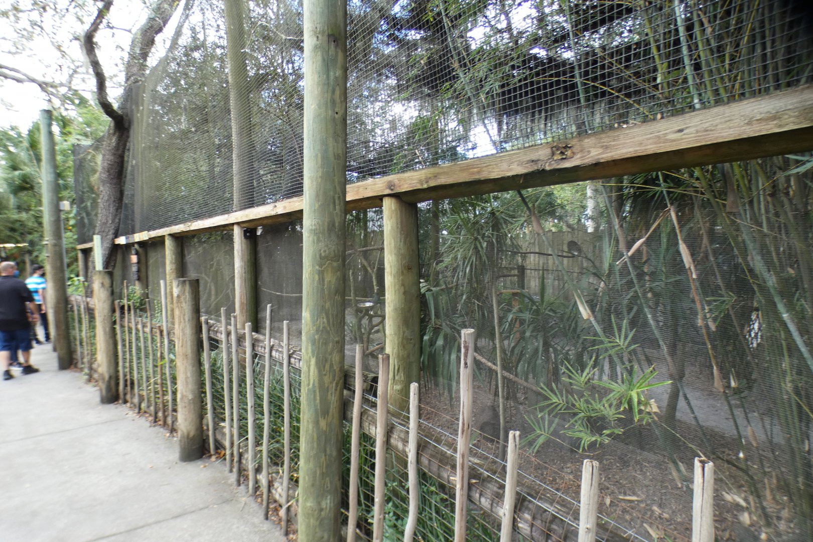 Oct. 2020 - Safari Africa - Blue Duiker + Birds Exhibit (10 Species)