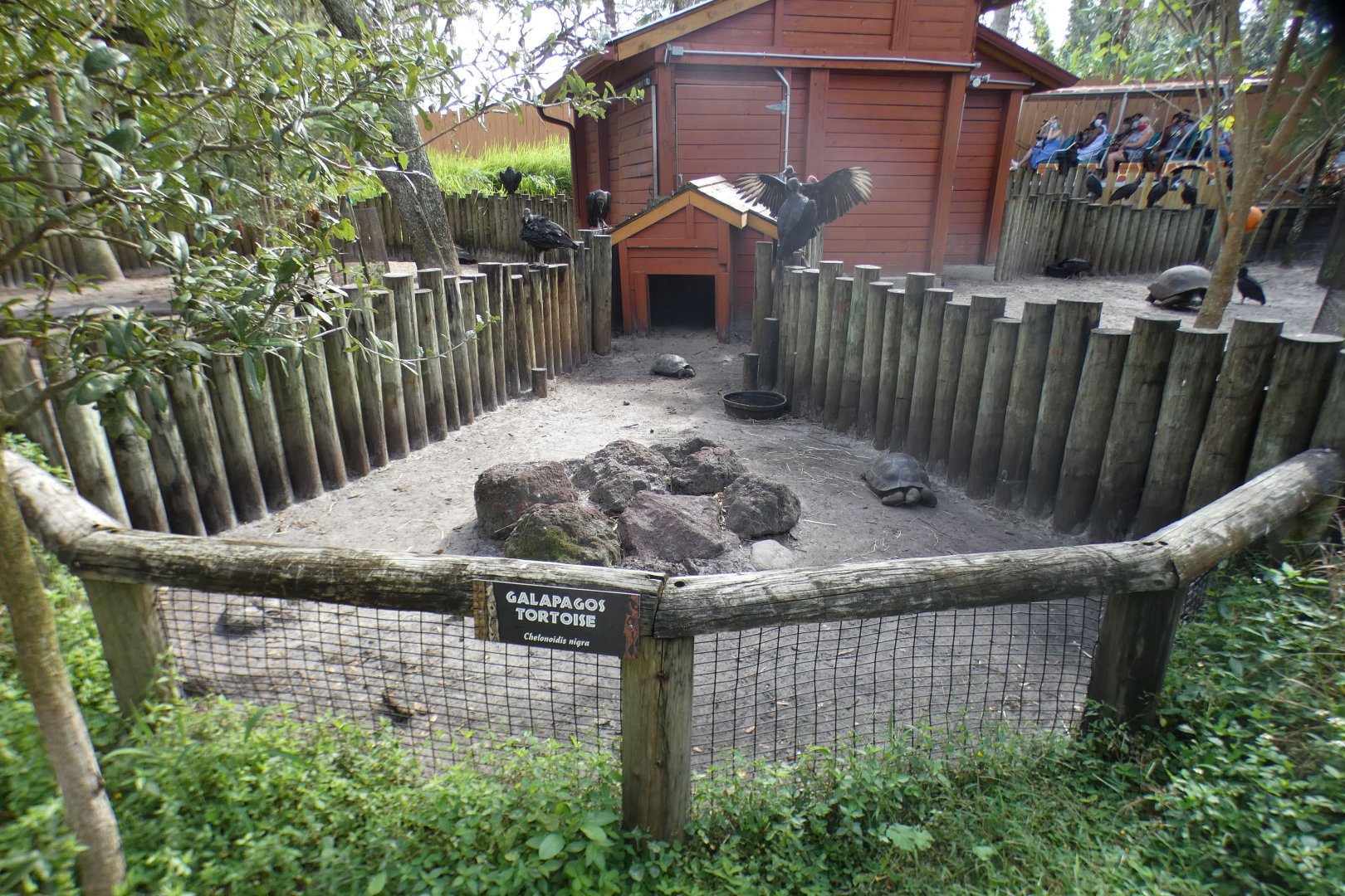 Oct. 2020 - Safari Africa - Galapagos Tortoise Exhibit
