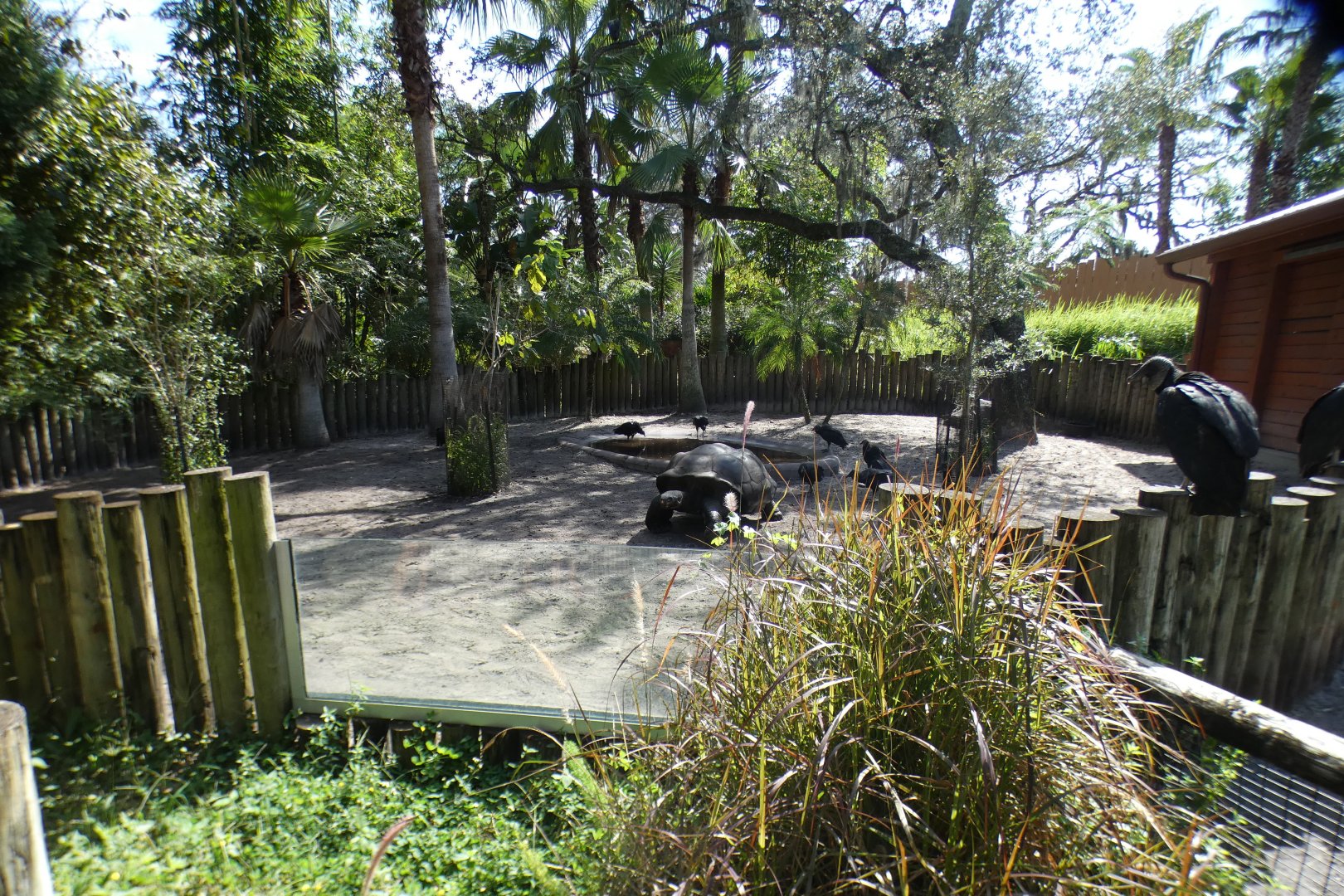 Oct. 2020 - Safari Africa - Galapagos Tortoise Exhibit