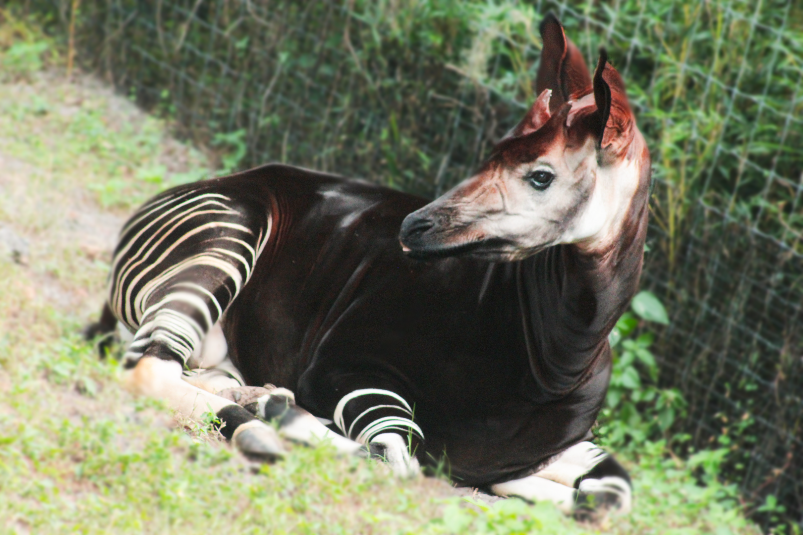 Oct. 2020 - Safari Africa - Okapi