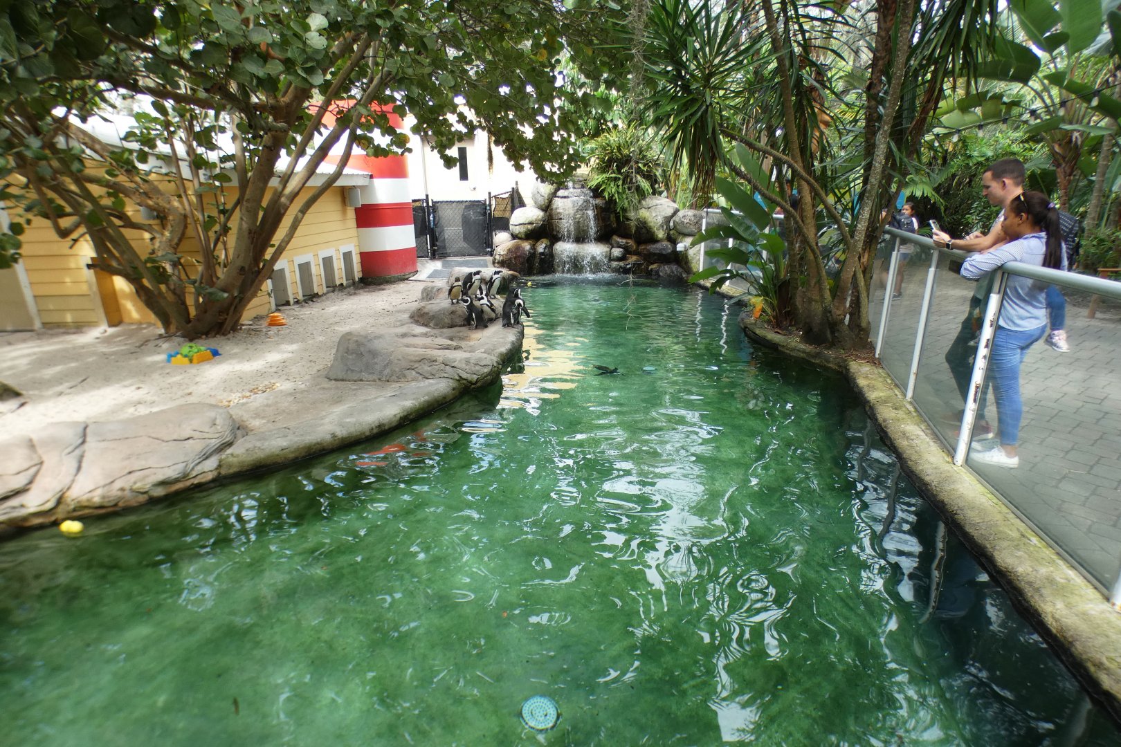 Oct. 2020 - Safari Africa - Penguin Beach (African Penguins)