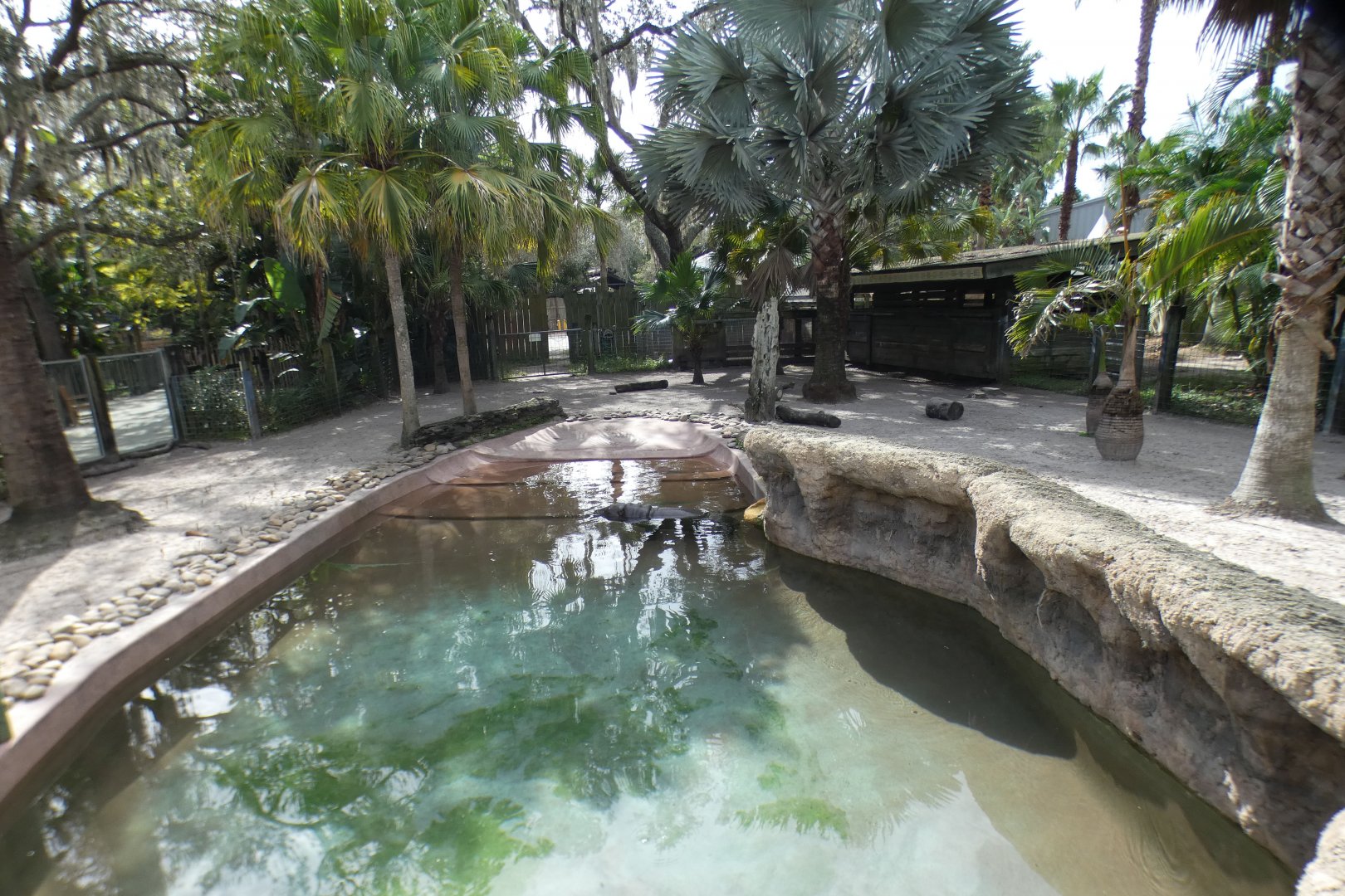 Oct. 2020 - Safari Africa - Pygmy Hippo Exhibit