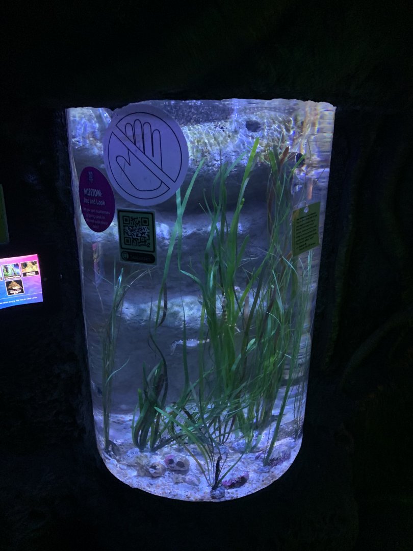 Oct 2020- Seahorse tank