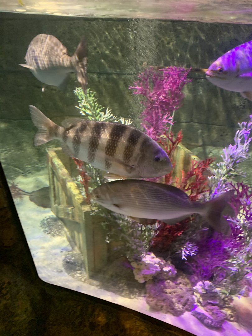 Oct 2020- Sheepshead and Bermuda chub