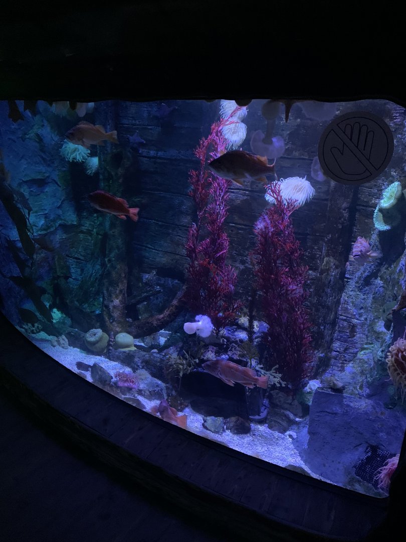 Oct 2020- Shipwreck tank