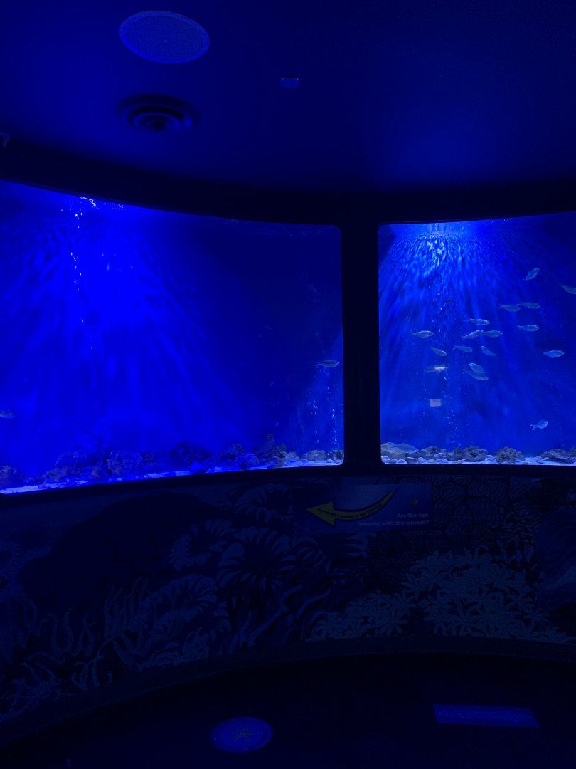 Oct 2020- Shoaling ring tank