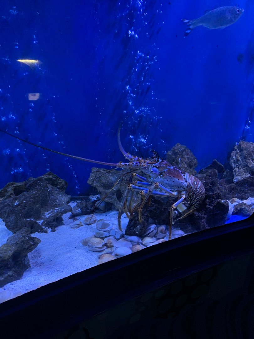 Oct 2020- Spiny lobster