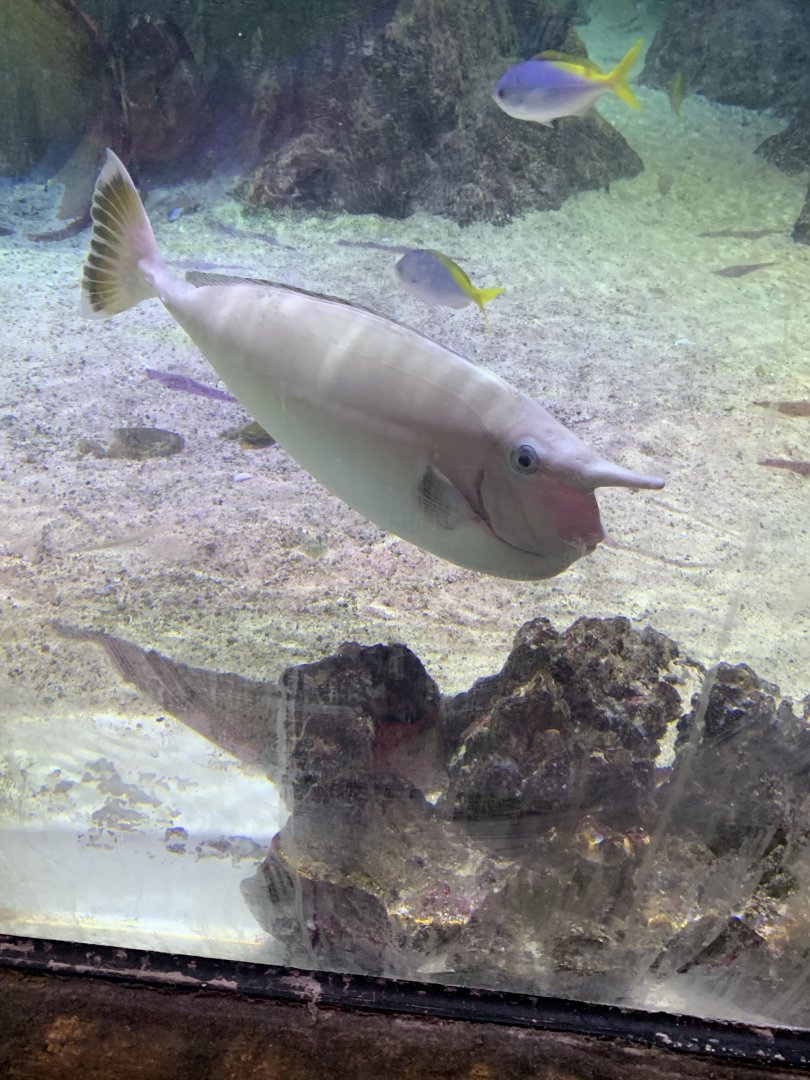 Oct 2020- Unicorn tang