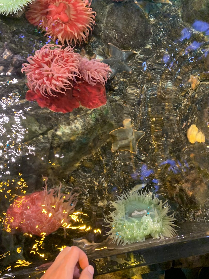 Oct. 2020- Various anemones