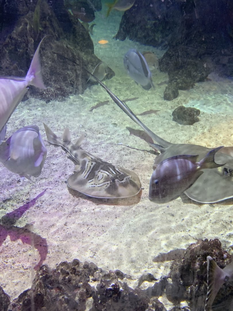 Oct 2020- Various fish