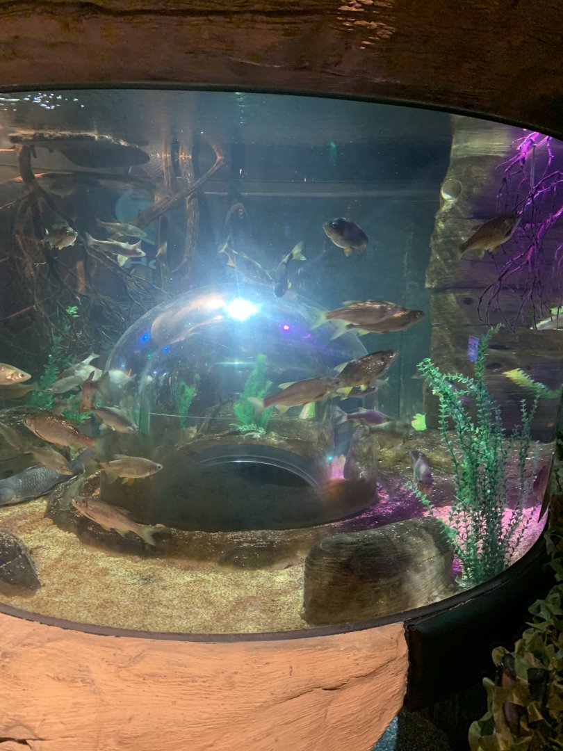 Oct. 2020- Various freshwater fish
